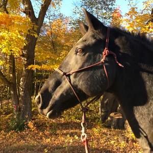 Meet your Posher, Dorothea